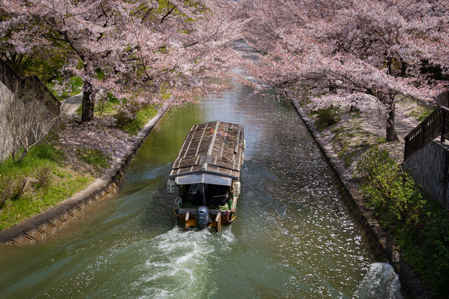 京都の桜「伏見十石舟」