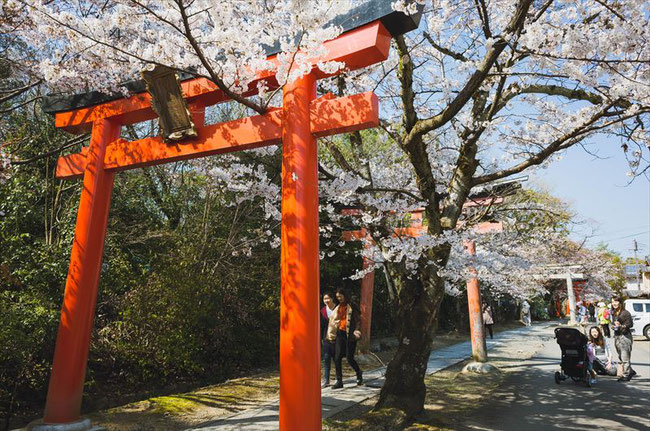 （京都桜の穴場）竹中稲荷神社の桜