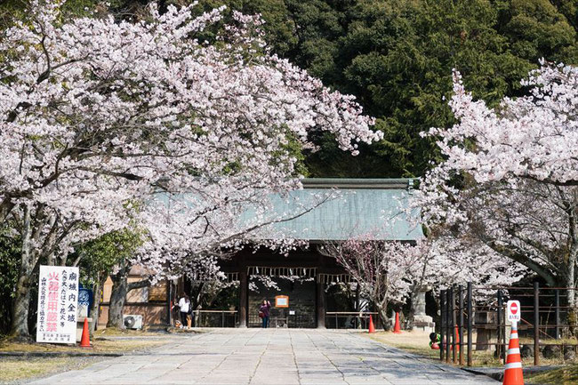 （京都桜の穴場）秀吉のお墓「豊国廟」の桜