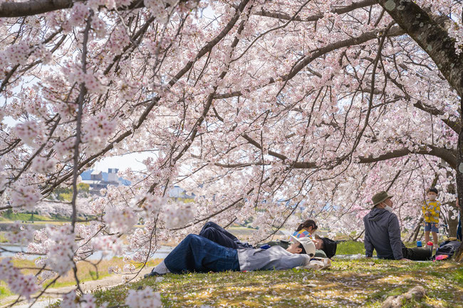 京都の桜、鴨川デルタ近くの桜の下で昼寝
