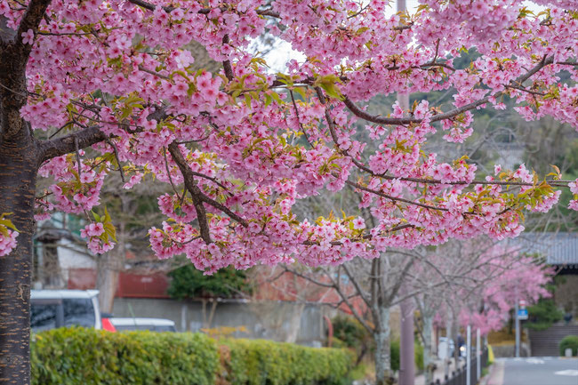 京都の桜「知恩院」河津桜