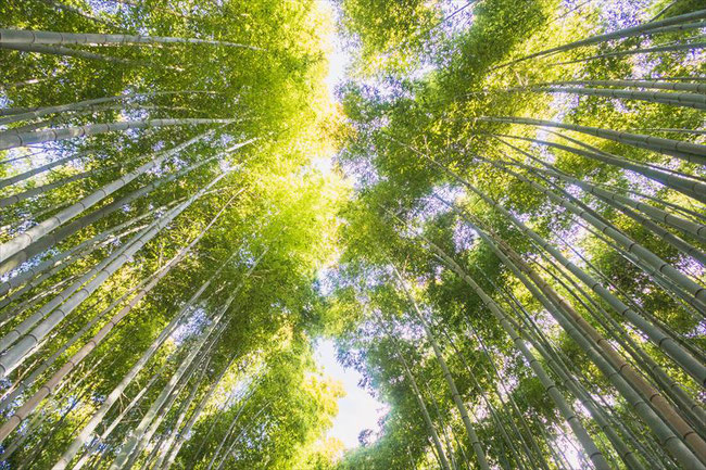 嵐山竹林の小径