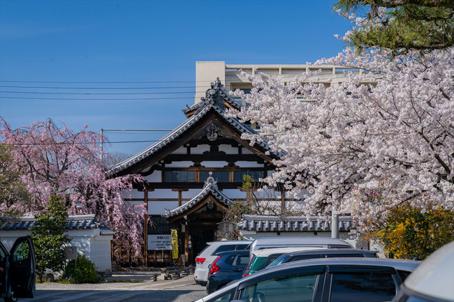 京都の桜「妙蓮寺」満開の桜