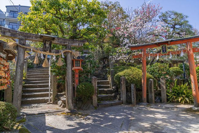 京都の桜「首途八幡宮」