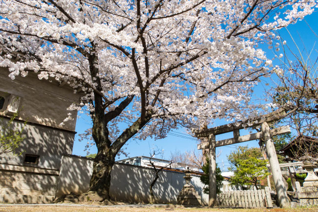 京都・妙顕寺の桜