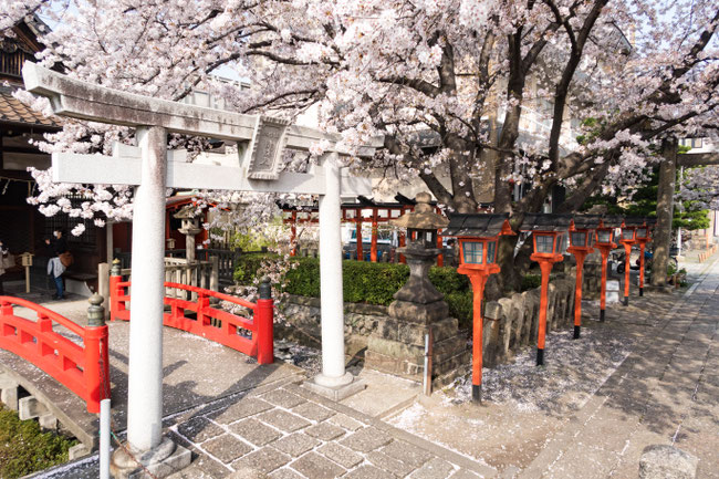 京都・六孫王神社の桜