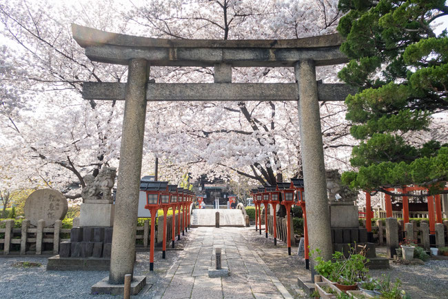 京都・六孫王神社の桜