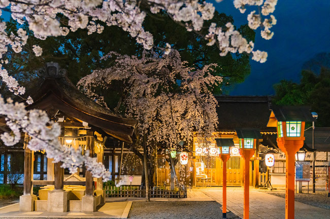 京都の桜「平野神社」魁桜のライトアップ