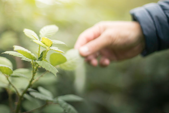 Kräuterwissen Pilzwissen Naturwissen Kräuterwanderung Kräutertour Kräuterspaziergang Kräuterführung Kräuterworkshop Kräuter Retreat Kräuterreteat Kräuterauszeit Naturerlebnisse Naturevents