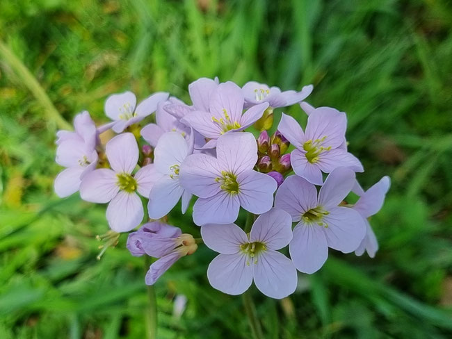 Kräuterwanderung Kräutertour durch Bottrop mit Nicole - HappyHeppert - Hiking, Herbs & Happy Moments