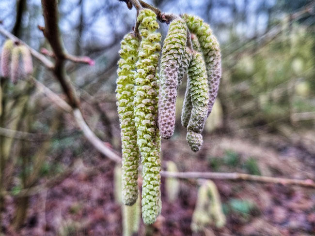 Kräuterwanderung Kräutertour durch Bottrop mit Nicole - HappyHeppert - Hiking, Herbs & Happy Moments