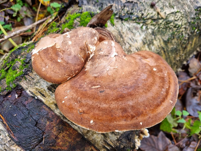 Kräuterwanderung Kräutertour Kräuterspaziergang Pilztour durch Bottrop - Ruhrgebiet - NRW mit Kräuterpädagogin Nicole - HappyHeppert - Hiking, Herbs & Happy Moments