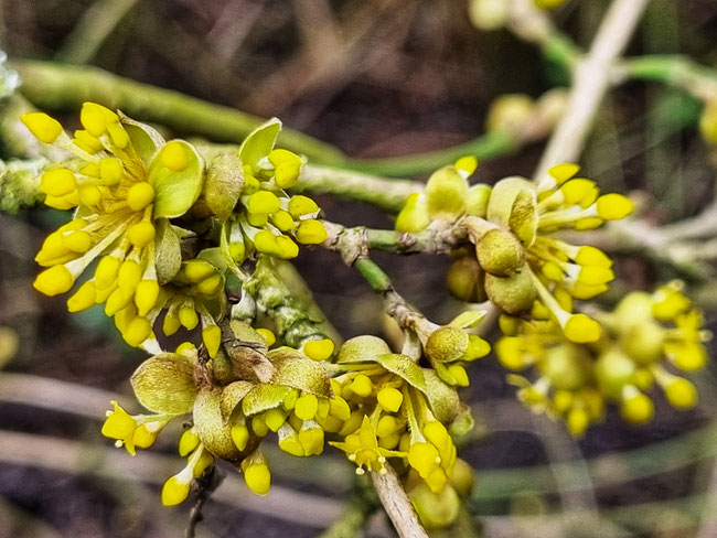  Kräuterwanderung Kräutertour durch Bottrop mit Nicole - HappyHeppert - Hiking, Herbs & Happy Moments