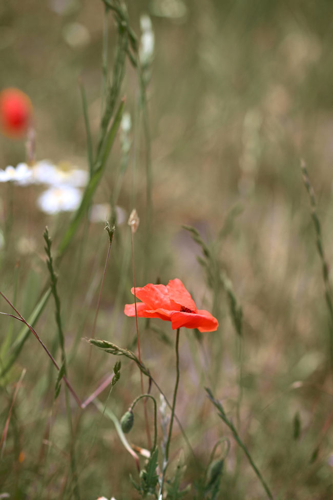 Kräuterwissen Pilzwissen Naturwissen Kräuterwanderung Kräutertour Kräuterspaziergang Kräuterführung Kräuterworkshop Kräuter Retreat Kräuterreteat Kräuterauszeit Naturerlebnisse Naturevents