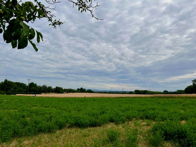 Sommer und bedeckter Himmel. Montagswanderer Bruchsal