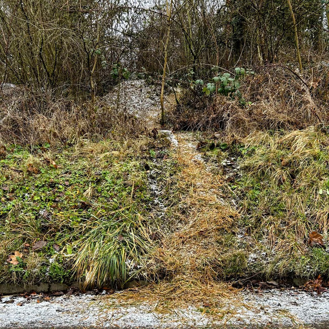 Wildwechsel. Bruchsaler Montagswanderer. Foto (c) TJ