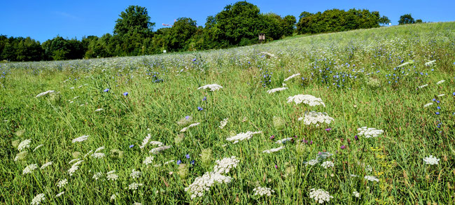 Sommer im Bruchsaler Ländchen! Alle Fotos (c)