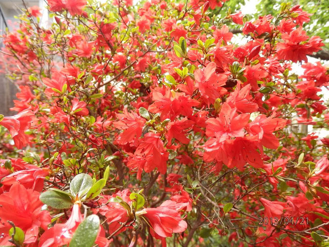 ツツジの季節、我家のキリシマツツジ　Season of azalea, Kirishima azalea in our garden  2013/04/22