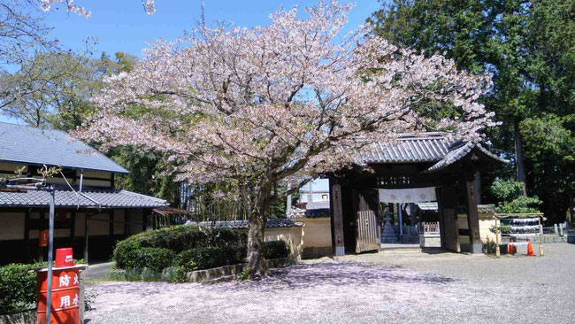 　　　　　　　　　　今朝は好天にも恵まれて桜の絨毯がとても綺麗に輝いていました。　　令和6年4月10日