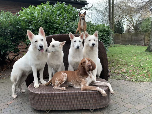 oben: Emma, unten: Enno, Mitte von links: Luigi, Milka, Arjuna, Nayeli