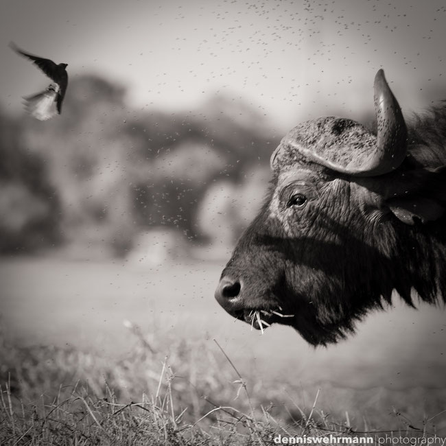 buffalo sedudu island at the chobe riverfront, botswana