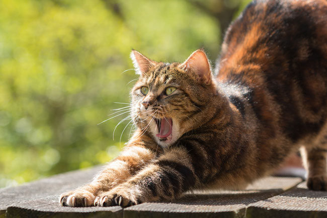Katze beim Gähnen