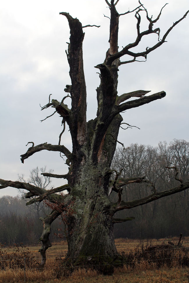 Abgestorbene Eiche beim Forsthaus Leiner Berg (Kupen-Rohrlache) bei Vockerode