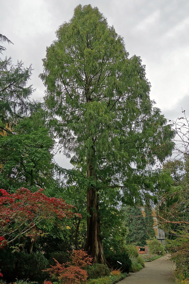 Urweltmammutbaum im Botanischen Garten in Frankfurt