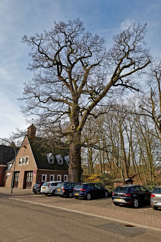 Dicke Eiche in Anholt