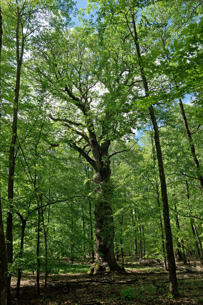 Saufangeiche im Glemswald bei Stuttgart