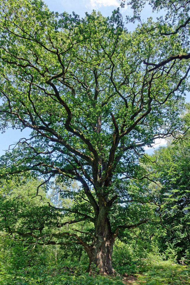 Rapp-Eiche im Urwald Sababurg