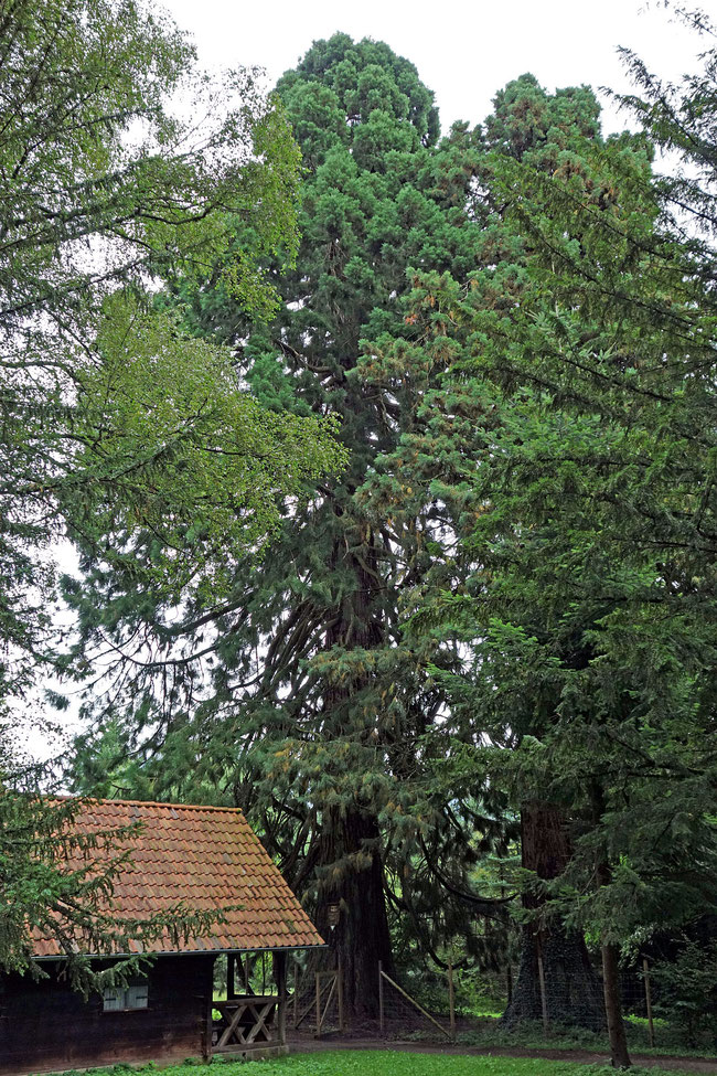 Riesenmammutbaum in der Nähe der Landesklink Nordschwarzwald bei Hirsau