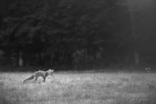 Renard et Campagnole