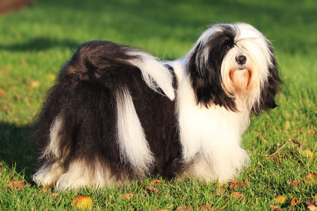 Tibet Terrier Rüde, schwarz-weiß, November 2020