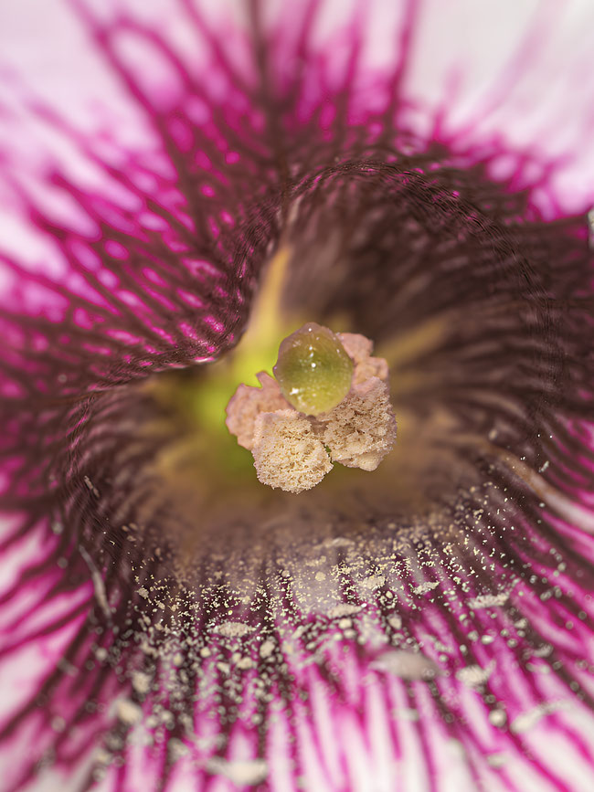 Kurt - Foto 16 - Verborgene Farben im Alltag, im inneren einer Blume