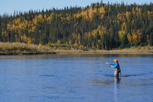 Spey Casting Kobuk River Alaska for Sheefish