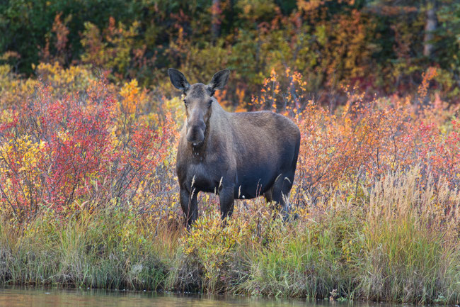 Moose at the Kobuk River