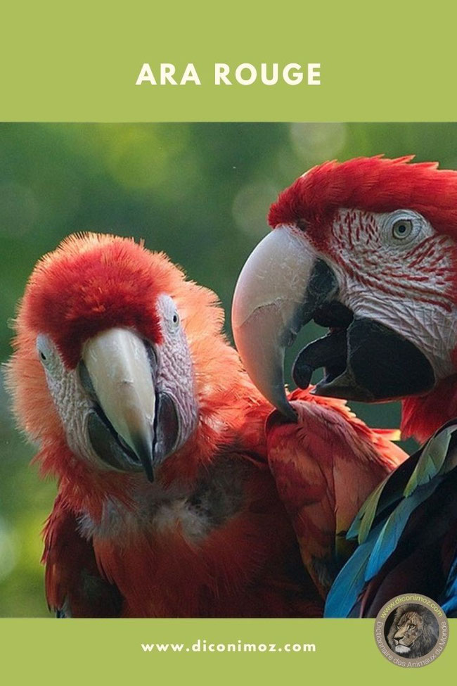 ara rouge fiche animaux oiseaux