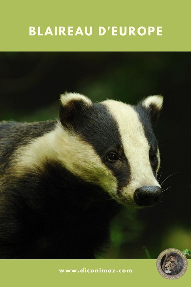 blaireau d'europe fiche animaux de nos forets comportement taille poids alimentation longevité habitat