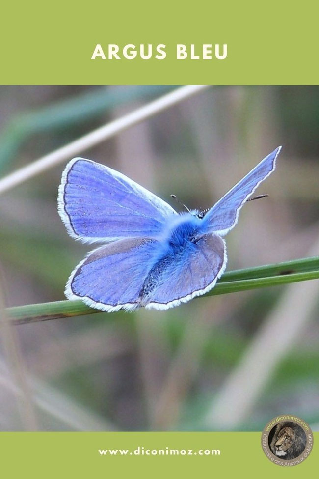 argus bleu fiche animaux papillon insectes