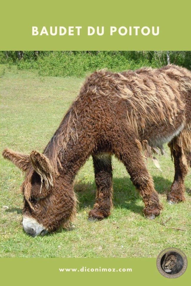 baudet du poitou fiche animaux de la ferme