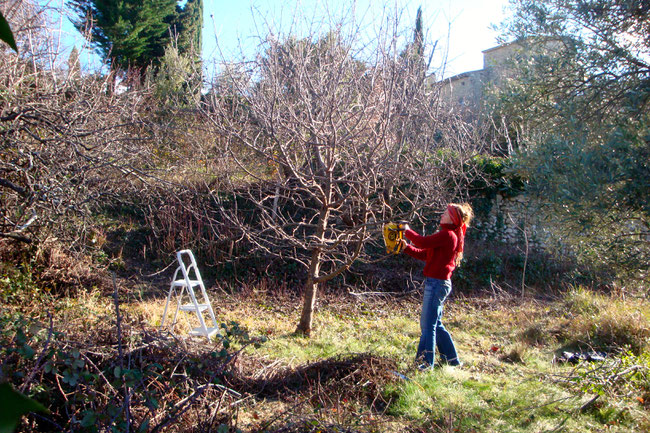 Verwilderte Obstbäume pflegen