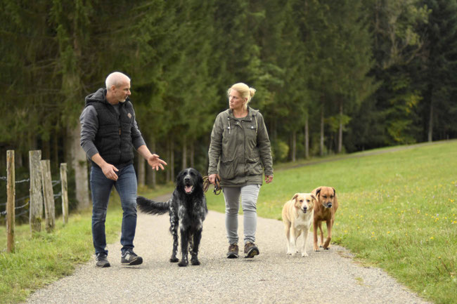 Hundeschule Welpenschule Hundetrainer Hundetraining Hunde Welpe Coaching 