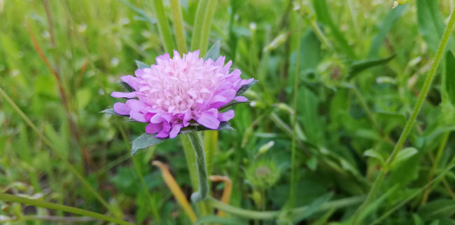 Witwenblumen sind in der intensiv genutzten Landschaft selten geworden - Foto: O.Klose