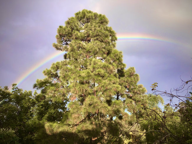 Schnappschuss von Armin Oswald, Blick in seinen Garten und als Tüpfchen auf dem i ein wunderbarer Regenbogen! 