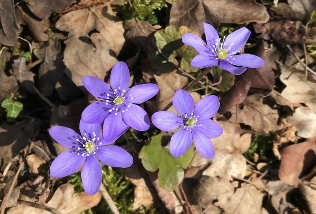 Veilchen im Niederberg  1. April 2021