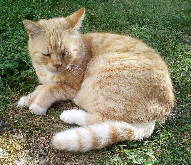 Kater Muckel beim Chillen im Garten