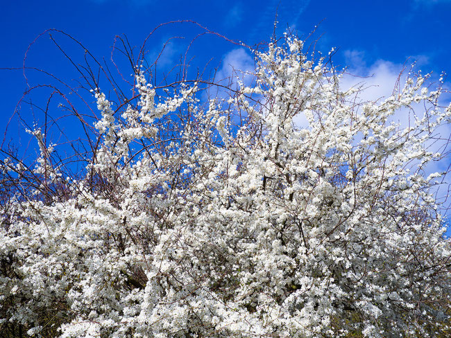 bild von Lenny Löwenstern, pixabay
