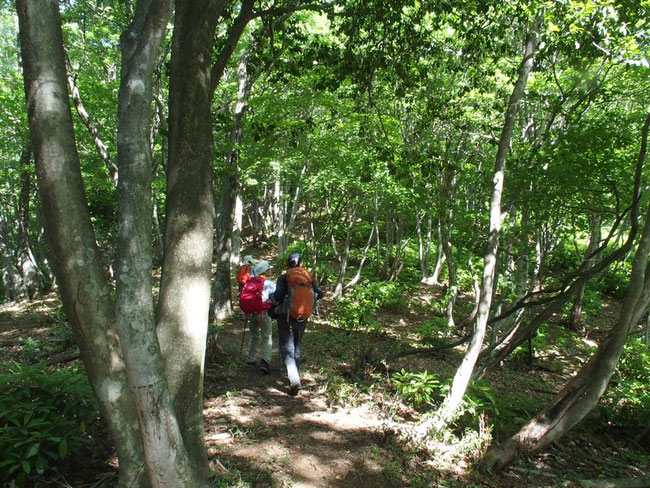 登りはじめ・・・まだ緩やかな山道：新緑といい空気の下を元気いっぱいに飛び出した。