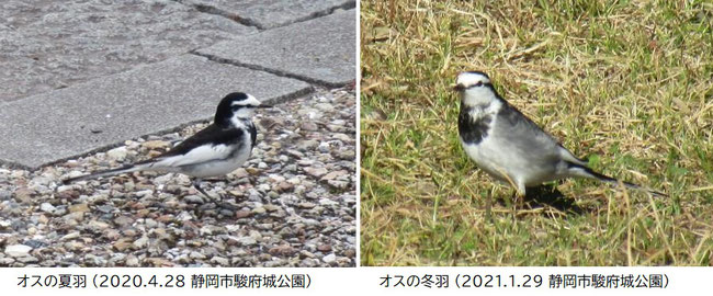 ハクセキレイのオスの夏羽と冬羽（静岡市駿府城公園）